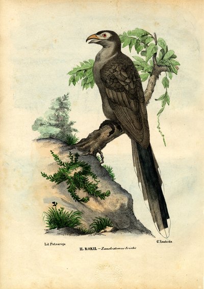 Gelbschnabelkuckuck, 1863-79 von Raimundo Petraroja